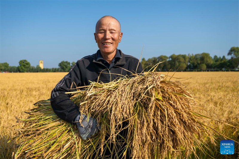Heilongjiang : le « grenier à céréales » de la Chine entre dans la saison de récolte d'automne