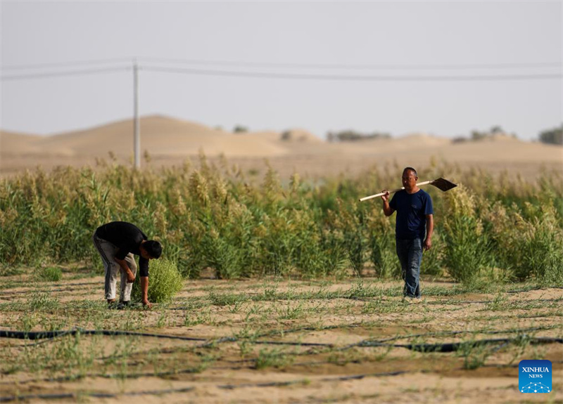 Xinjiang : l'industrie de l'Apocynum venetum aide à freiner la désertification à Yuli