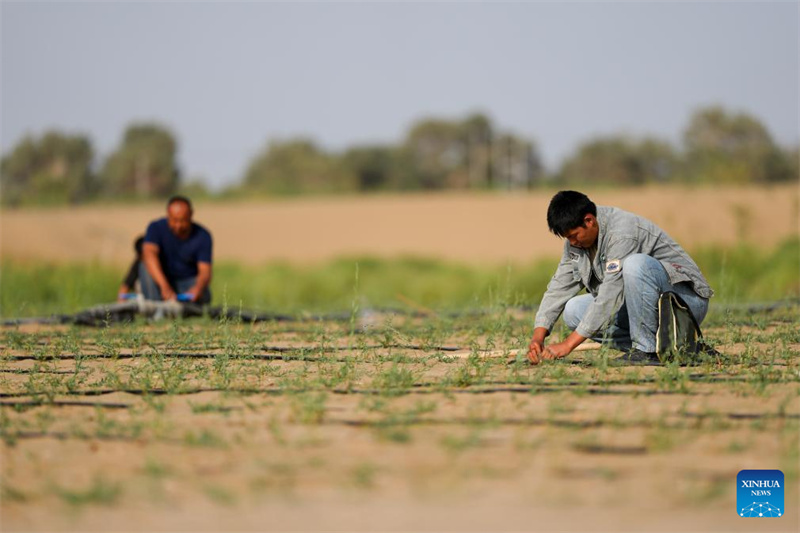 Xinjiang : l'industrie de l'Apocynum venetum aide à freiner la désertification à Yuli