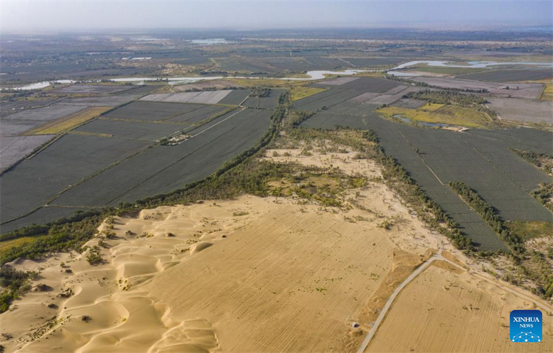 Photo aérienne prise par un drone le 20 septembre 2025 montrant la zone de plantation de l'Apocynum venutum (à droite, en bas), des dunes de sable naturellement formées avant le traitement (à gauche, en bas), et la rivière Tarim et les oasis environnantes (au-dessus) dans la prévention de la désertification et la zone de contrôle sur la rive sud de la rivière Tarim, dans le comté de Yuli de la région autonome ouïgoure du Xinjiang (nord-ouest de la Chine). (Photo/Xinhua)