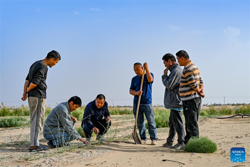 Xinjiang : l'industrie de l'Apocynum venetum aide à freiner la désertification à Yuli