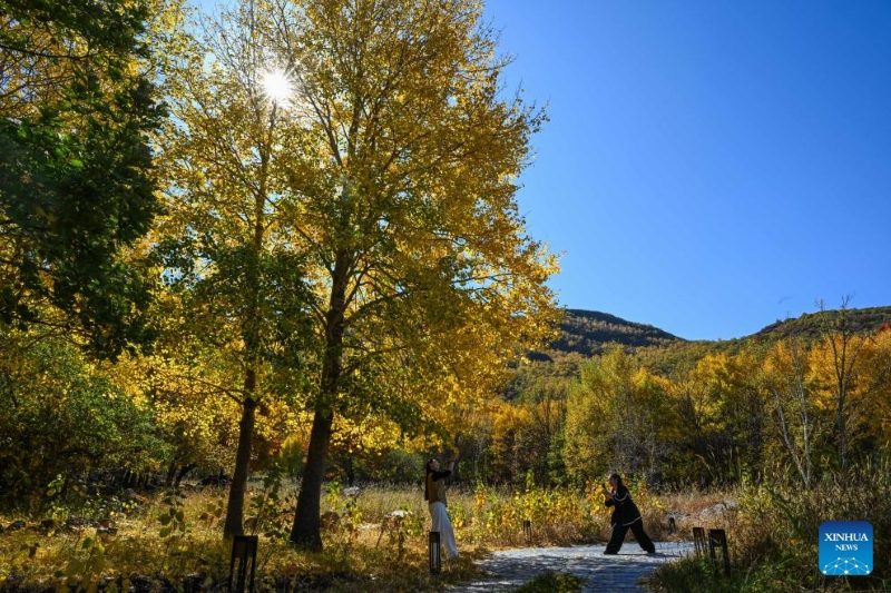 Mongolie intérieure : les magnifiques paysages d'automne de la Bannière de Horqin