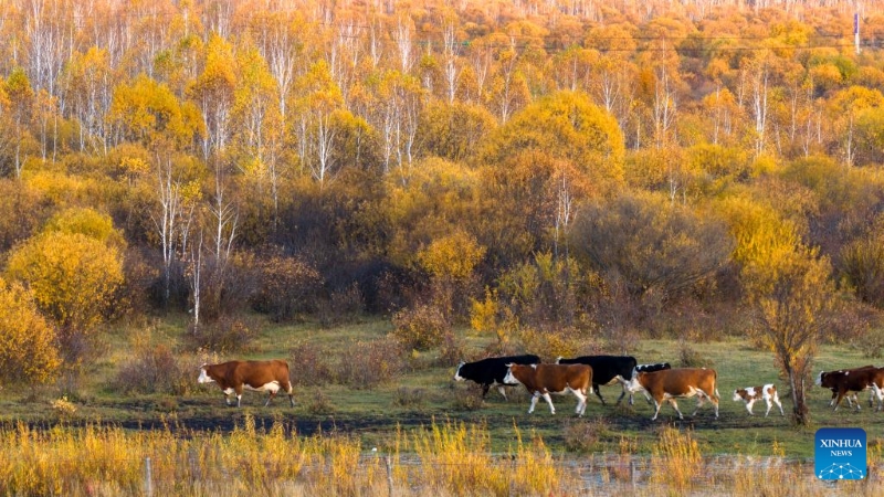Mongolie intérieure : les magnifiques paysages d'automne de la Bannière de Horqin