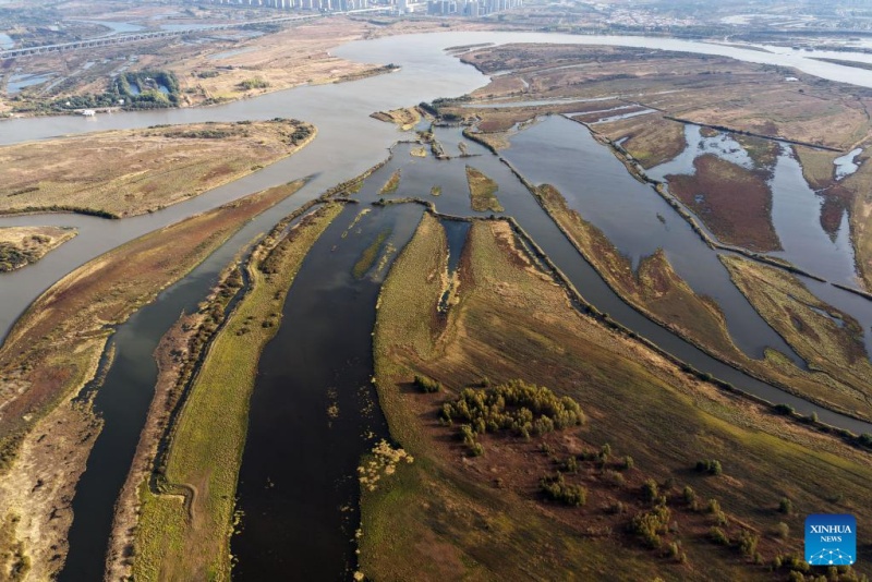 Heilongjiang  :  les paysages d'automne du parc des zones humides de Harbin
