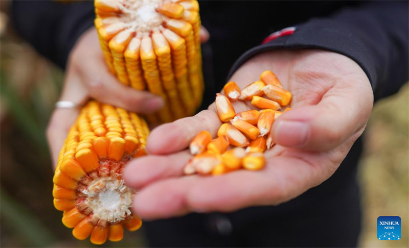 Jilin :  une « nouvelle agricultrice » dynamise la revitalisation rurale grâce à de nouveaux modèles