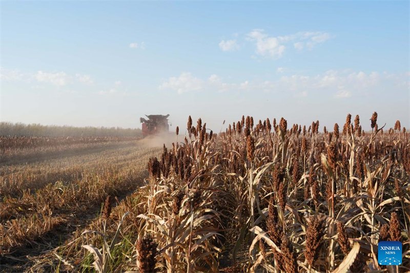 Heilongjiang :  la saison des récoltes d'automne a commencé