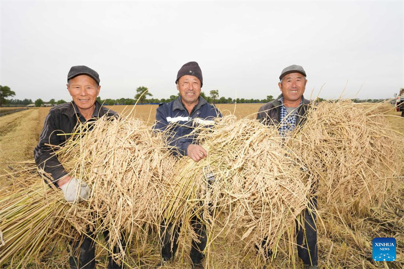 Heilongjiang :  la saison des récoltes d'automne a commencé