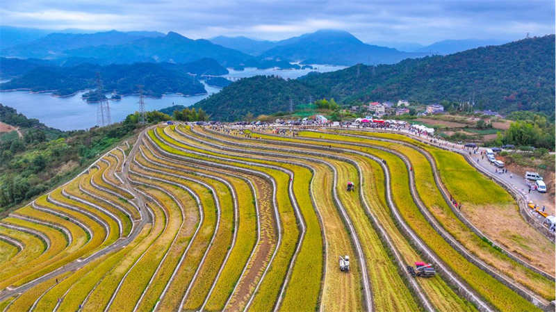 Dans le village naturel de Changlingshang, dans le village de Qingxi du canton de Qiandaohu, dans le comté de Chun'an de la ville de Hangzhou, capitale de la province du Zhejiang (est de la Chine), des couches de champs en terrasses de Changling ont été récoltées à la faucille, le 19 octobre 2025. (Yang Bo / Pic.people.com.cn)