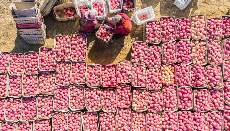 Shandong : une riche récolte de pommes à Rushan
