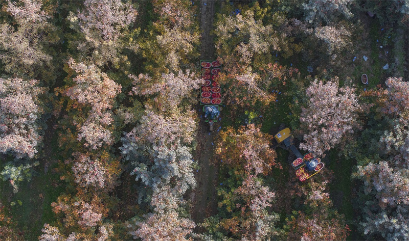 Xinjiang : la récolte des pommes à Ala'er