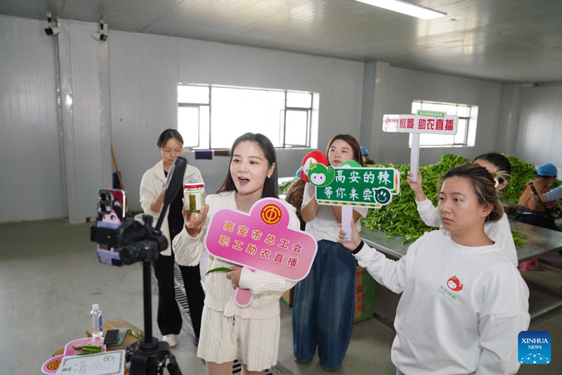 Jiangxi : les ventes de piment à Gao'an en hausse grâce à la diffusion en direct sur Internet