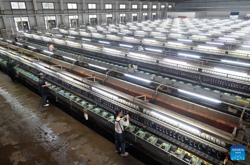 Guangxi :  l'industrie de la sériciculture stimule la croissance des revenus et améliore les conditions de vie des agriculteurs de Xincheng