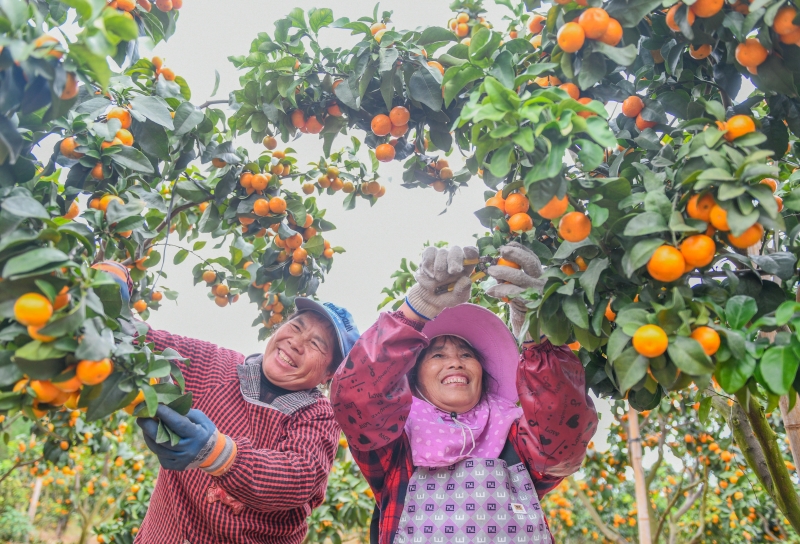 Des villageoises récoltent des mandarines dans le village de Guangjialing, dans le canton de Gongba du comté de Daoxian, à Yongzhou, dans la province du Hunan (centre de la Chine), le 5 novembre 2025. (Photo / Pic.people.com.cn)