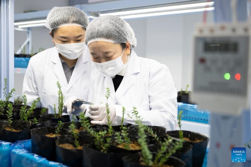 Heilongjiang :  l'industrie de la canneberge prospère à Fuyuan
