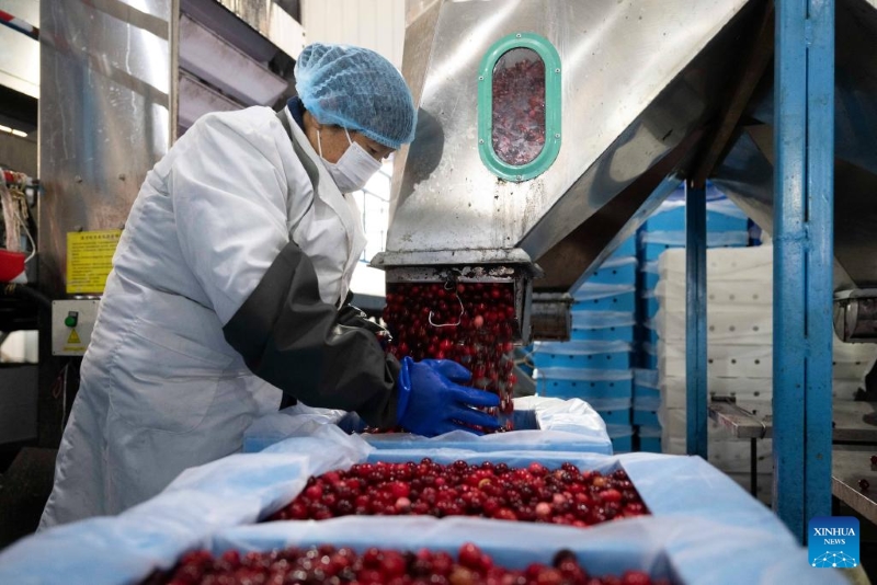 Heilongjiang :  l'industrie de la canneberge prospère à Fuyuan