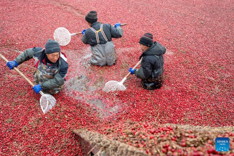 Heilongjiang :  l'industrie de la canneberge prospère à Fuyuan