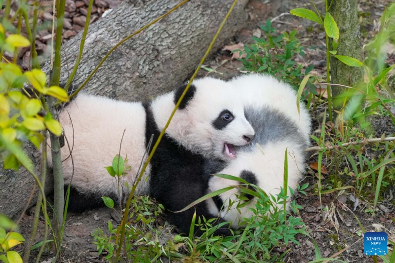 Un aperçu des pandas géants dans les bases de la province du Sichuan