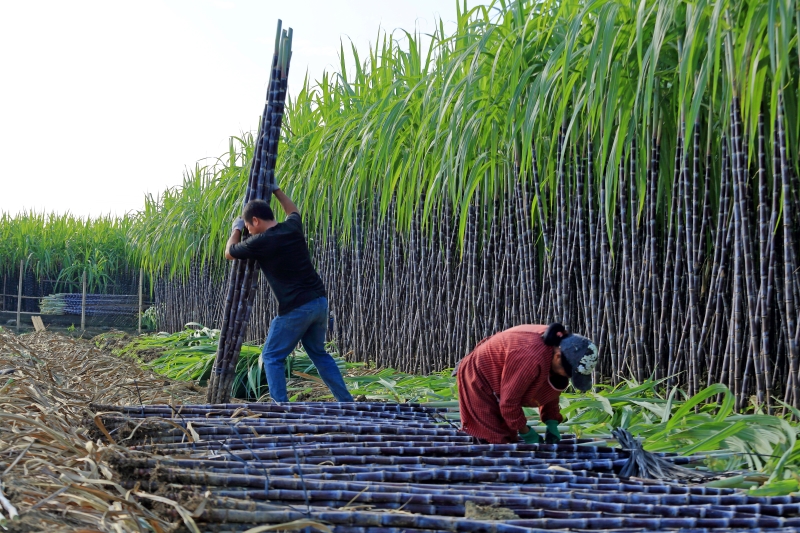 Des producteurs de canne à sucre coupent et récoltent des cannes à sucre, le 16 novembre 2025 dans le village de Liu'ou, à Liuzhou, dans la région autonome Zhuang du Guangxi (sud de la Chine). (Photo / Pic.people.com.cn)
