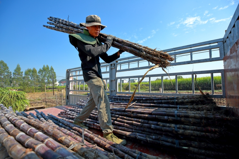Guangxi : la récolte de canne à sucre noire bat son plein à Liuzhou