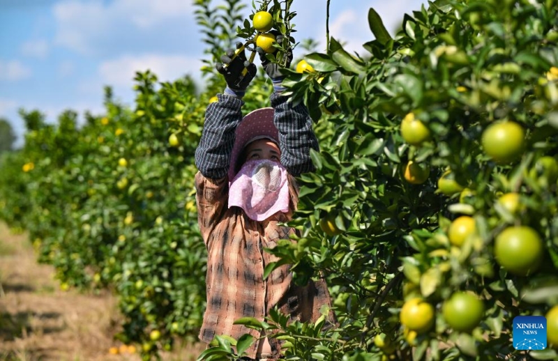 Une agricultrice cueille des oranges dans une base de plantation du canton de Fushan du comté de Chengmai, dans la province de Hainan (sud de la Chine), le 14 novembre 2025. Spécialité locale du comté de Chengmai, les oranges sont entrées sur le marché au début de l'hiver. (Xinhua/Guo Cheng)