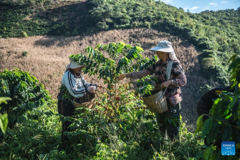 Yunnan : les plants de café entrent dans la saison de récolte à Baoshan
