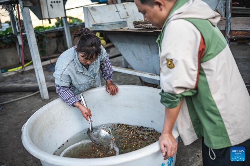 Yunnan : les plants de café entrent dans la saison de récolte à Baoshan