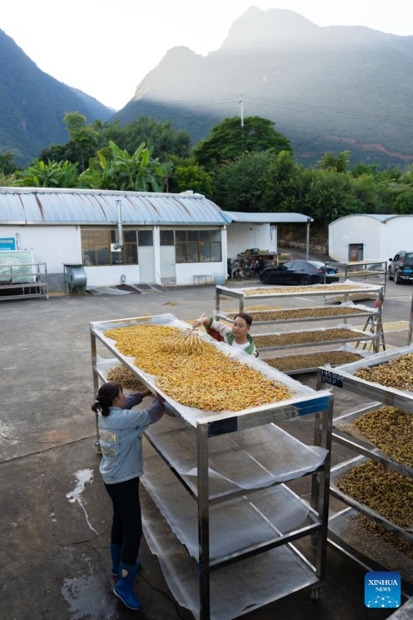 Yunnan : les plants de café entrent dans la saison de récolte à Baoshan
