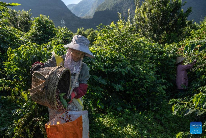 Yunnan : les plants de café entrent dans la saison de récolte à Baoshan