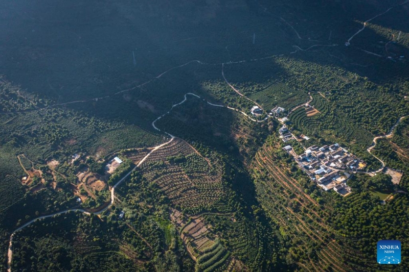Yunnan : les plants de café entrent dans la saison de récolte à Baoshan