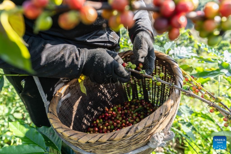 Yunnan : les plants de café entrent dans la saison de récolte à Baoshan
