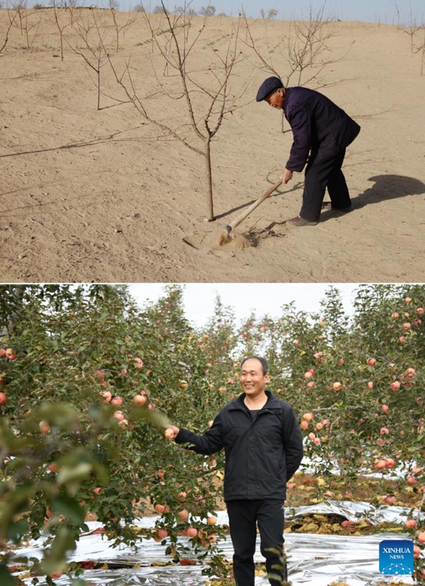 Shaanxi : là où le sable soufflait autrefois, la récolte des pommes bat son plein à Maowusu