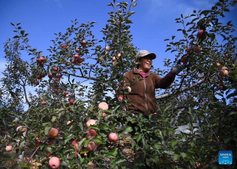Shaanxi : là où le sable soufflait autrefois, la récolte des pommes bat son plein à Maowusu