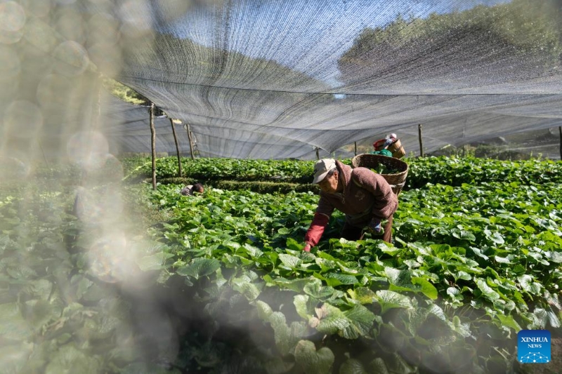 Yunnan : la ville de Baoshan développe la plantation standardisée et à grande échelle de wasabi
