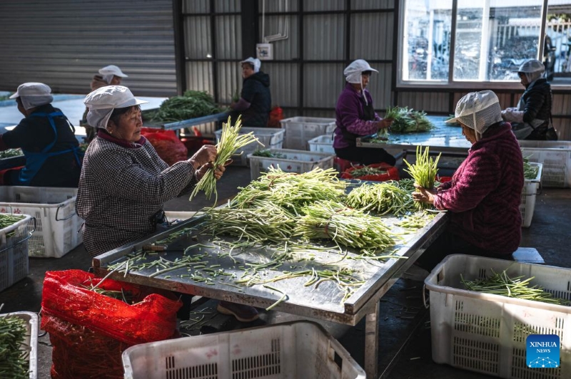 Yunnan : la ville de Baoshan développe la plantation standardisée et à grande échelle de wasabi