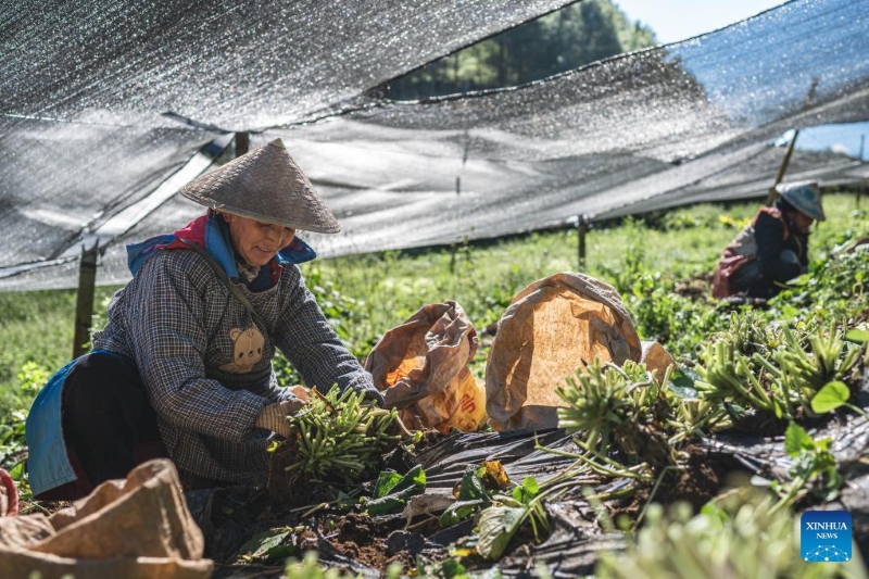 Yunnan : la ville de Baoshan développe la plantation standardisée et à grande échelle de wasabi
