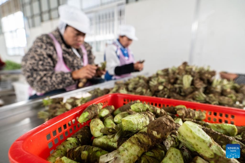 Yunnan : la ville de Baoshan développe la plantation standardisée et à grande échelle de wasabi