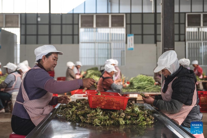 Yunnan : la ville de Baoshan développe la plantation standardisée et à grande échelle de wasabi