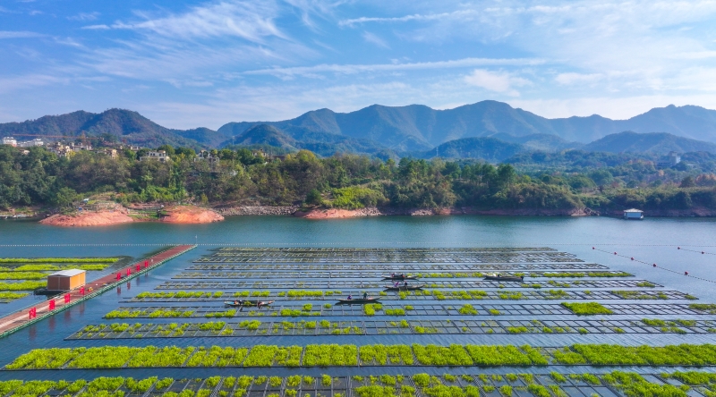 Zhejiang : les travaux de « préparation du sol » battent leur plein sur les potagers flottants de Chun'an