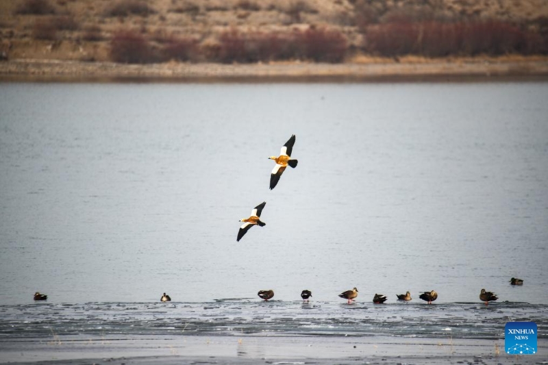 Gansu : le corridor de Hexi fournit des habitats et des ressources alimentaires aux oiseaux migrateurs