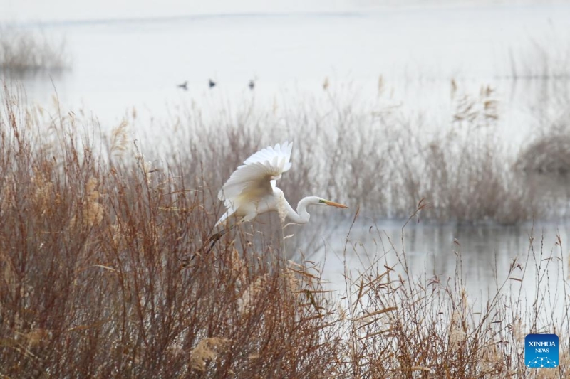 Gansu : le corridor de Hexi fournit des habitats et des ressources alimentaires aux oiseaux migrateurs