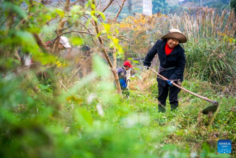 Chongqing : le canton de Zhongyi développe des industries caractéristiques pour stimuler le développement rural
