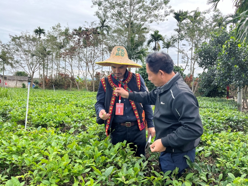 Hainan : les experts étrangers découvrent la culture du thé biologique à Baisha
