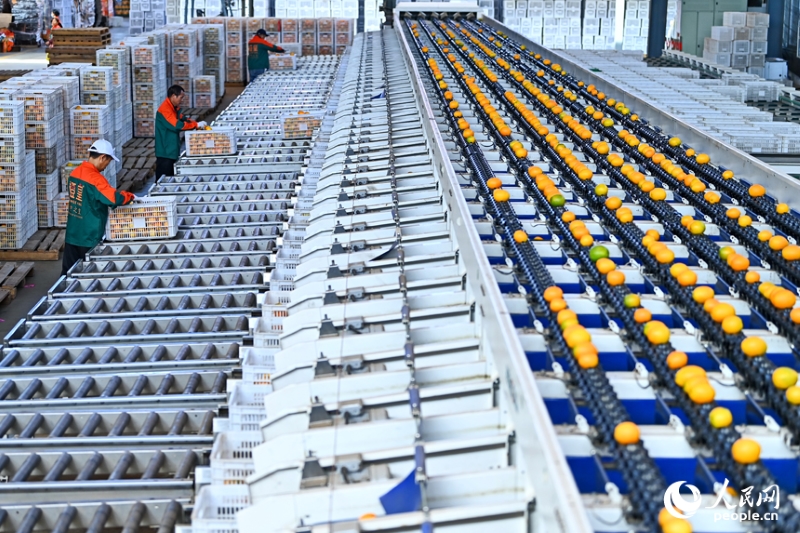 Jiangxi : à Anyuan, la sélection intelligente des fruits stimule les ventes d'oranges navel