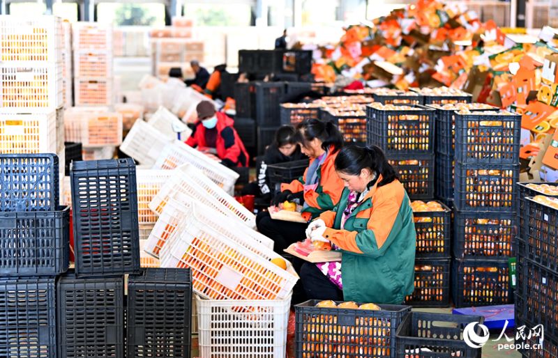 Jiangxi : à Anyuan, la sélection intelligente des fruits stimule les ventes d'oranges navel