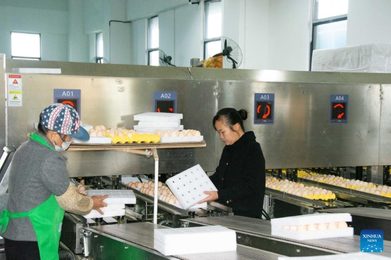 Des membres du personnel emballent des œufs nettoyés et stérilisés dans un centre de tri d'œufs du district de Lengshuitan de la ville de Yongzhou, dans la province du Hunan (centre de la Chine), le 28 novembre 2025.(Xinhua/Liu Wangmin)