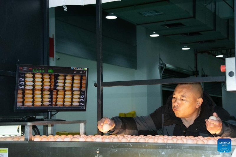 Hunan : le district de Lengshuitan stimule le développement d'élevages de poules pondeuses