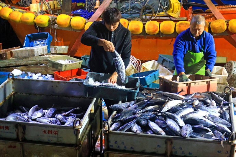 Zhejiang : une abondante récolte de pêche hivernale à Yuhuan