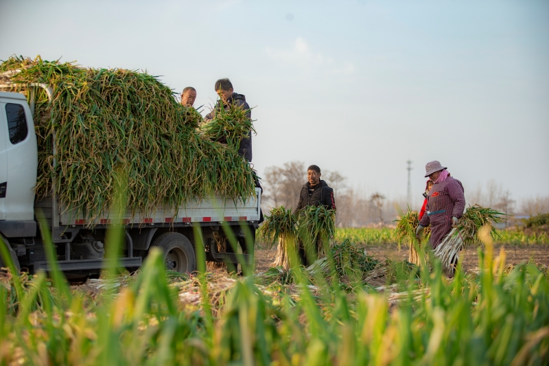 Henan : une riche récolte de poireaux à Ningling
