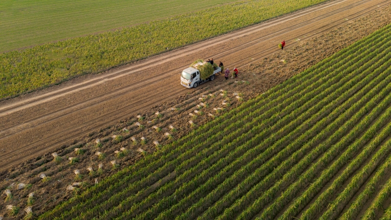 Henan : une riche récolte de poireaux à Ningling