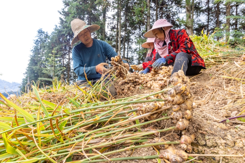 Guangxi : une riche récolte de gingembre à Mengshan
